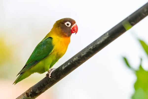 Yellow-collared Lovebird perching on iron bar isolated on white background