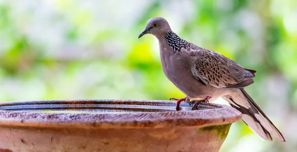 Spotted dove perching on clay bowl of water with blur green bush background
