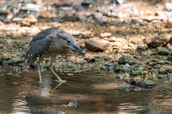 Jovem Heron Noite Black-coroado vadear na corrente de água rasa encontrar comida — Fotografia de Stock