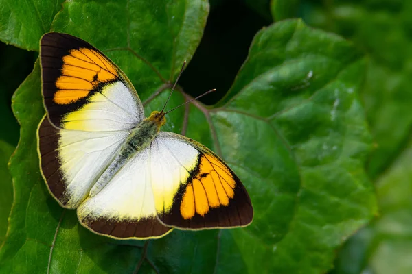 Amarelo Laranja Ponta borboleta poleiro na folha em uma posição proeminente e ensolarada — Fotografia de Stock