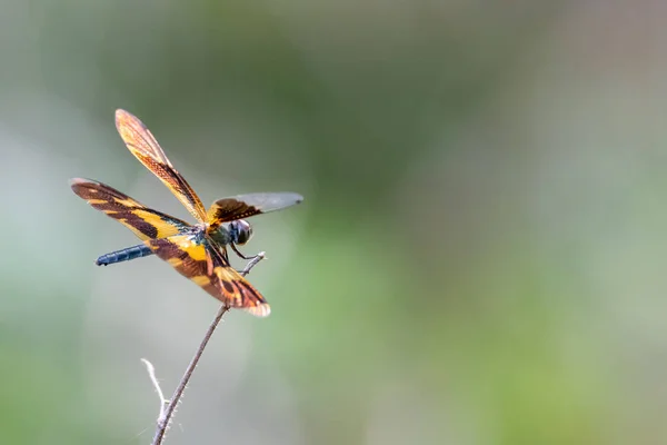 Rhyothemis variegata libélula poleiro em um poleiro seco — Fotografia de Stock