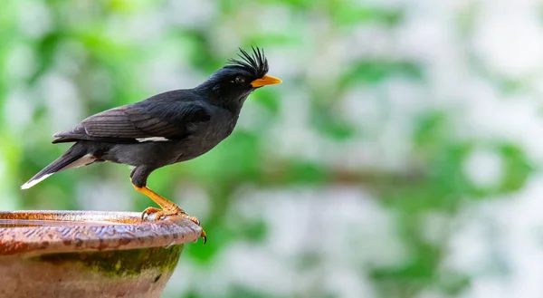 Myna de ventilación blanca posándose en un tazón de arcilla con agua y fondo de arbusto verde borroso — Foto de Stock