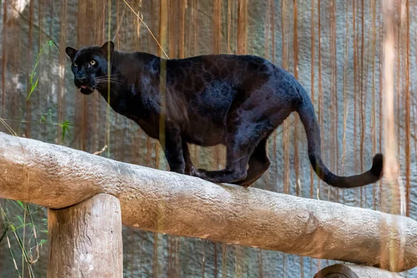 Pantera negra de pie sobre un tronco mirando a la distancia — Foto de Stock