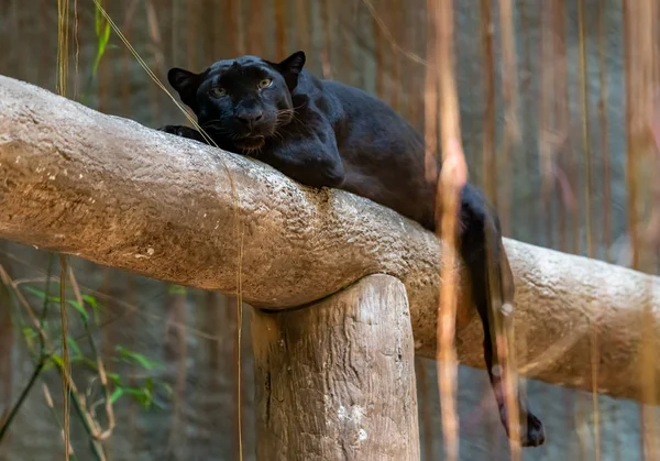 Pantera negra acostada en un tronco mirando a la cámara — Foto de Stock