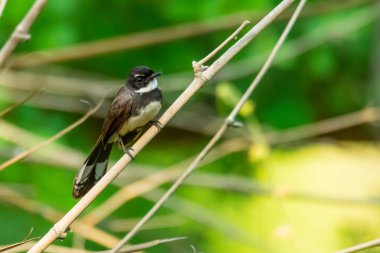Bulanıklık yeşil yaprakları arka plan ile bambu levrek üzerinde tüneyen Malezya Pied Fantail