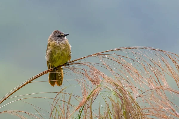 Flavescente Bulbul poleiro em flor de grama de bambu e inchando plumagem — Fotografia de Stock