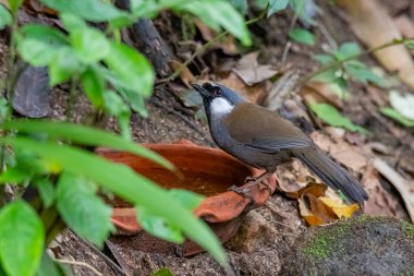 Çamurdan yapılmış şeffaf kokulu kiraz ağacı; üzerine istif edilmiş taşlar vardır.