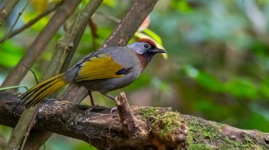 Gümüş kulaklı Laughingthrush bir ormanda bir levrek üzerinde tüneme