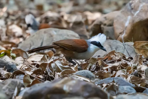White-crested Laughingthrush finding for food in a jungle — Stock Photo, Image