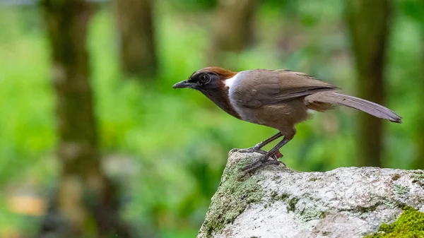 Beyaz boyunlu Laughingthrush bir kayanın üzerine tünemiş, dümdüz bir mesafeye bakıyor. — Stok fotoğraf