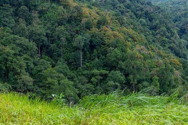 Ön planda otlar ile orman Ağaç çeşitliliği - arka plan için kullanın