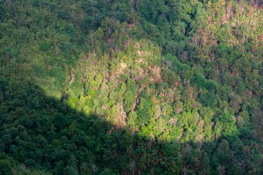 Güneş ışığı ile orman Ağaç çeşitliliği, bulutların gölgesi ve dağ - arka plan için kullanın