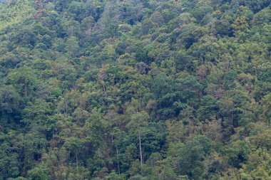 Arka plan için orman kullanımının ağaç çeşitliliği