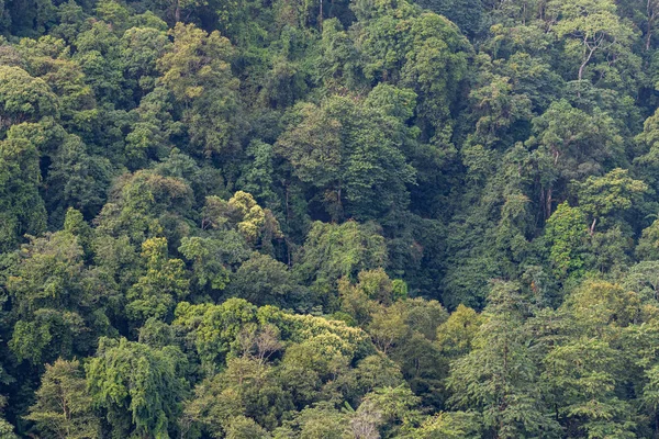 Tree diversity of forest use for background