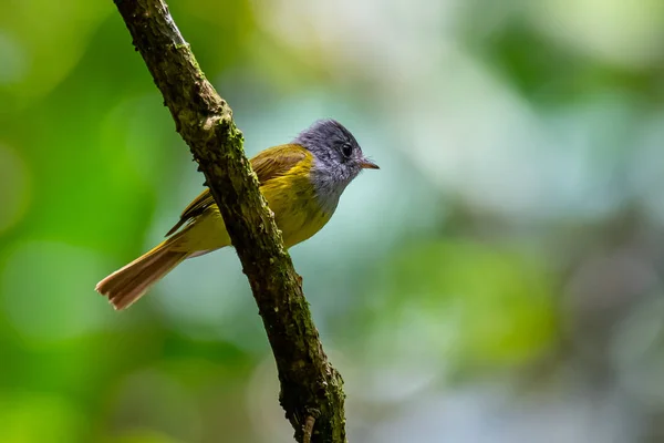 Malinkatý kanár-Flycatcher na bidýlku s pohledem na vzdálenost — Stock fotografie