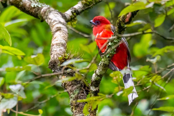 Brightful Red-headed Trogon posado en una percha en una selva — Foto de Stock