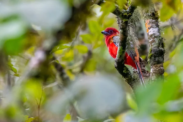 Parlak kırmızı kızıl başlı Trogon bir ormanda bir levrek üzerinde tüneme — Stok fotoğraf