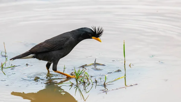 Myna à évent blanc pataugeant dans l'eau trouvant de petits insectes aquatiques pour se nourrir — Photo