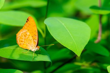 Forester kelebek anteni işaret ile bir yaprak üzerinde tüneme