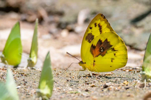 Couleur lumineuse Colline Herbe Papillon jaune qui sort de la trompe pour puiser de l'eau dans le sable humide près d'un groupe de papillons — Photo