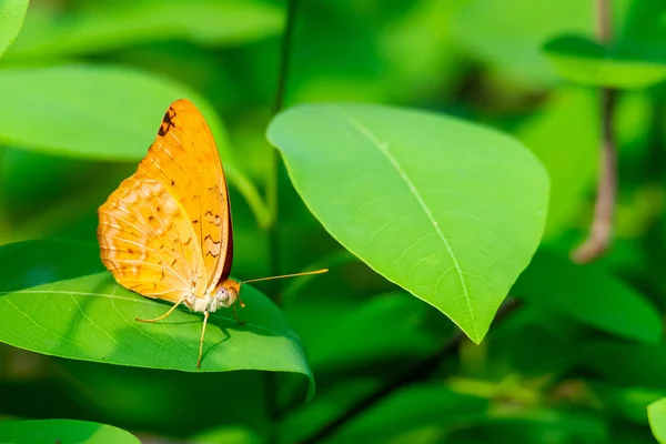 Borboleta silvestre empoleirada em uma folha com antenas apontando — Fotografia de Stock
