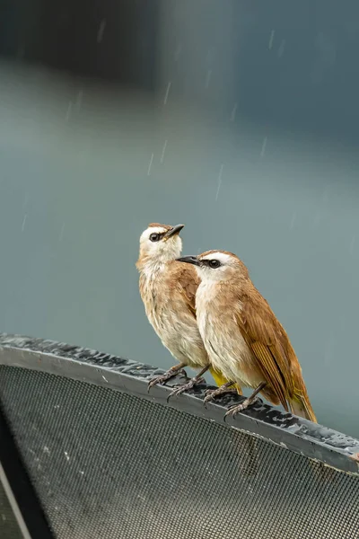 Ein Paar gelbbelüfteter Bulbul, das auf einem Rand der Satellitenschüssel hockt, während es nieselt — Stockfoto