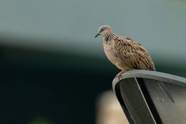 Gefleckte Taube sitzt auf einem Rand der Satellitenschüssel — Stockfoto