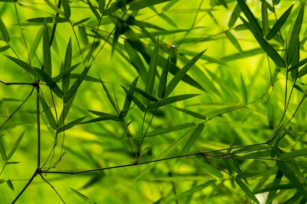 Aspectul proaspăt al texturii frunzelor de bambus thailandez după ploaie — Fotografie, imagine de stoc