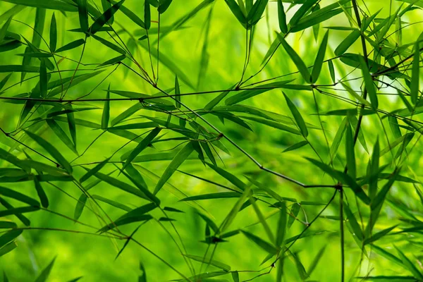 Свежий взгляд на тайский бамбук оставляет текстуру после дождя — стоковое фото