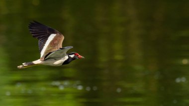 Su yüzeyinde uçuş kırmızı wattled lapwing