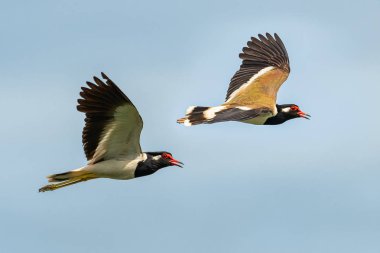 Mavi gökyüzü artalan ile uçuş kırmızı wattled lapwing bir çift