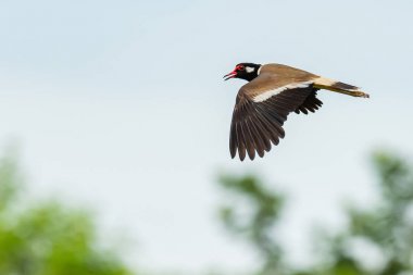 Bulanık yeşil ağaç arka plan ile uçuş kırmızı wattled lapwing