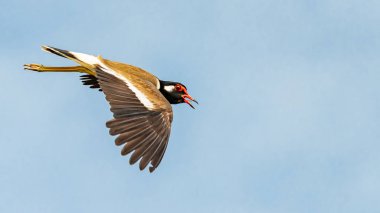 Mavi gökyüzü arka plan ile uçuş kırmızı wattled lapwing