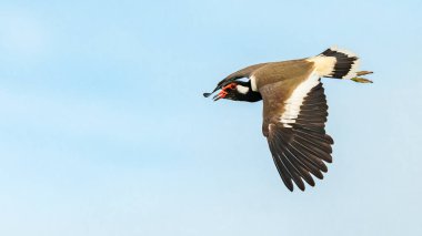 Mavi gökyüzü arka plan ile uçuş kırmızı wattled lapwing