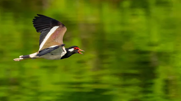 Rotkiebitz im Flug über Wasseroberfläche — Stockfoto