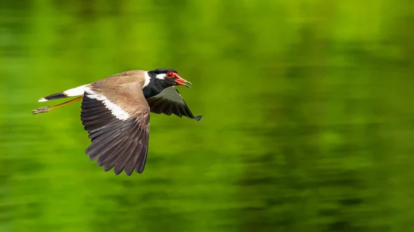 Lapwing s červeným napájeno v letu nad hladinou vody — Stock fotografie