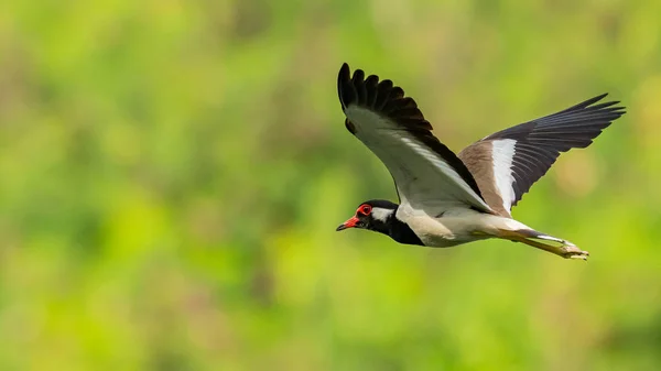 Bulanık yeşil ağaç arka plan ile uçuş kırmızı wattled lapwing
