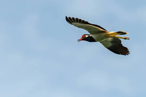 Rotkiebitz im Flug mit blauem Himmelshintergrund — Stockfoto