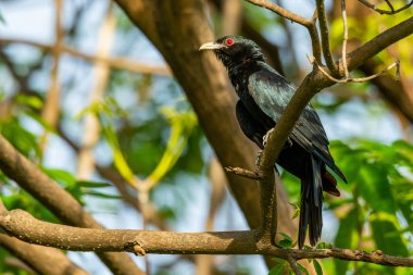Bir mesafe içine bakarak, bir Perch üzerinde kuş tüngüsü erkek Asya Koel