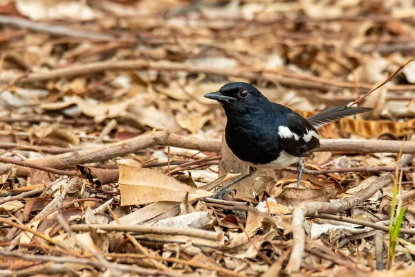 Hombre Oriental Urraca Robin posado en tierra frondosa encontrar insectos bajo las hojas — Foto de Stock