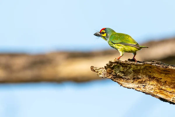 Coppersmith Barbet perching on decay perch looking into a distance — Stock Photo, Image