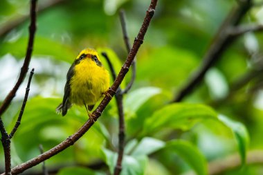 Bir levrek üzerinde tünemiş sevimli ve güzel Sarı karınlı Peri fantail