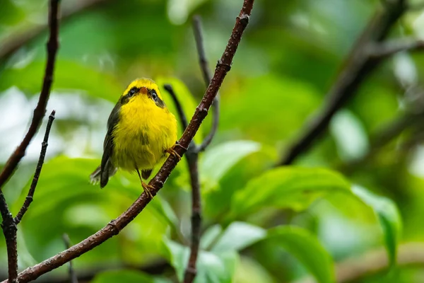 Bir levrek üzerinde tünemiş sevimli ve güzel Sarı karınlı Peri fantail