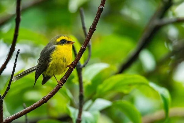 Cute and beautiful Yellow-bellied Fairy-fantail perching on a perch — Stock Photo, Image
