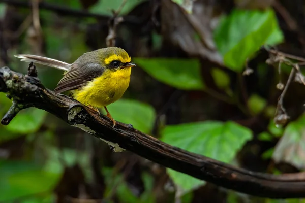 Cute and beautiful Yellow-bellied Fairy-fantail perching on a perch — Stock Photo, Image