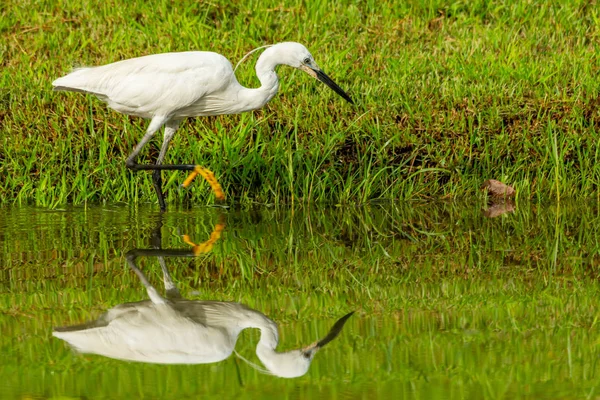 Little Egret vadeando en un estanque poco profundo buscando comida — Foto de Stock