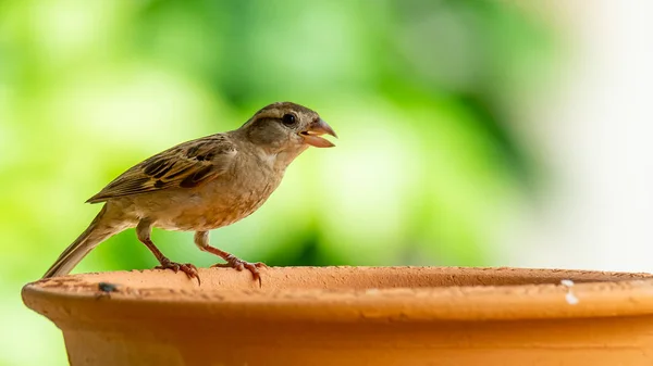 Haussperling (juvenil) hockt auf einer Tonschale mit Wasser — Stockfoto