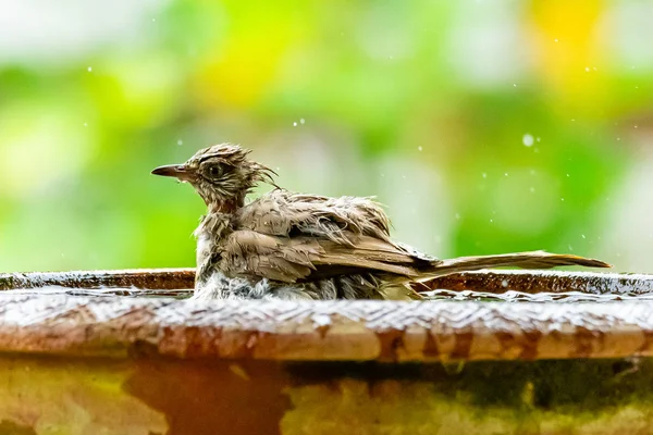 Bulbul à oreilles rayées profiter de prendre un bain dans un bol d'argile d'eau — Photo