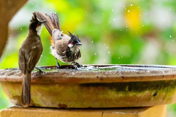 Bulbul rojo-batido tomando un baño en tazón de barro de agua —  Fotos de Stock