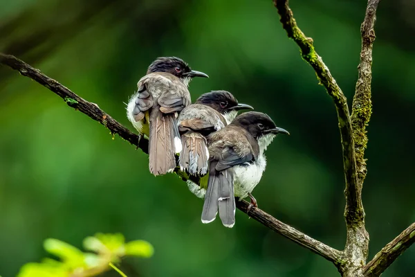Three Dark-backed Sibia perching next to each other on a perch in a jungle